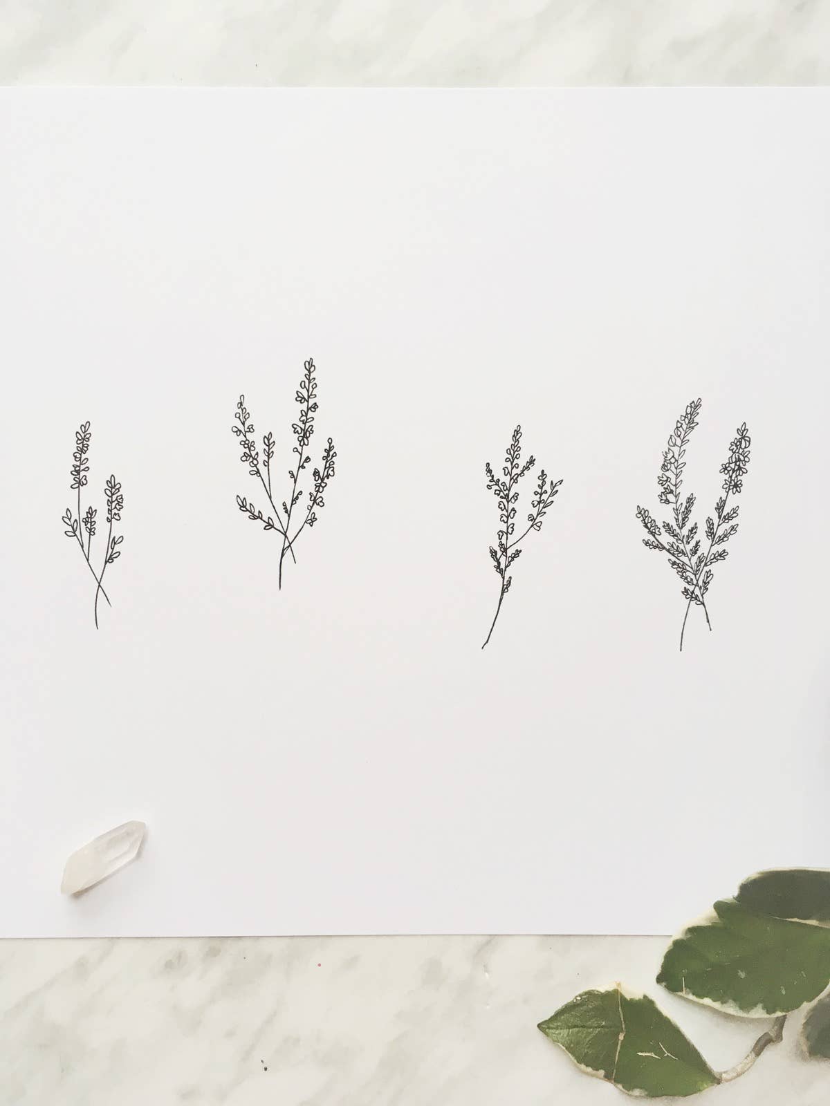 Katelyn Morse Art – Großhandel Kunstdruck – Kunstdruck Heidekraut 8 x 103