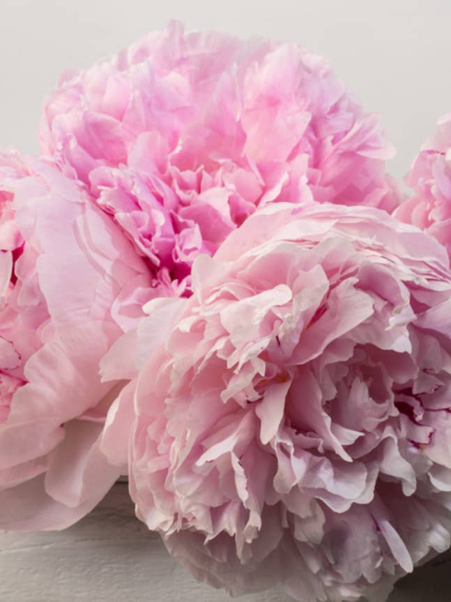 Peony Blooms Greeting Card for wholesale by Talfoto Studio