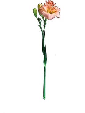 Peach Daylily for wholesale by CF Flower Prints