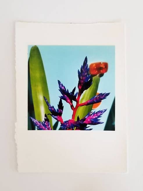 Purple Bromeliad Bloom Photo Card & Kraft Envelope for wholesale by Kellie Lynne Designs