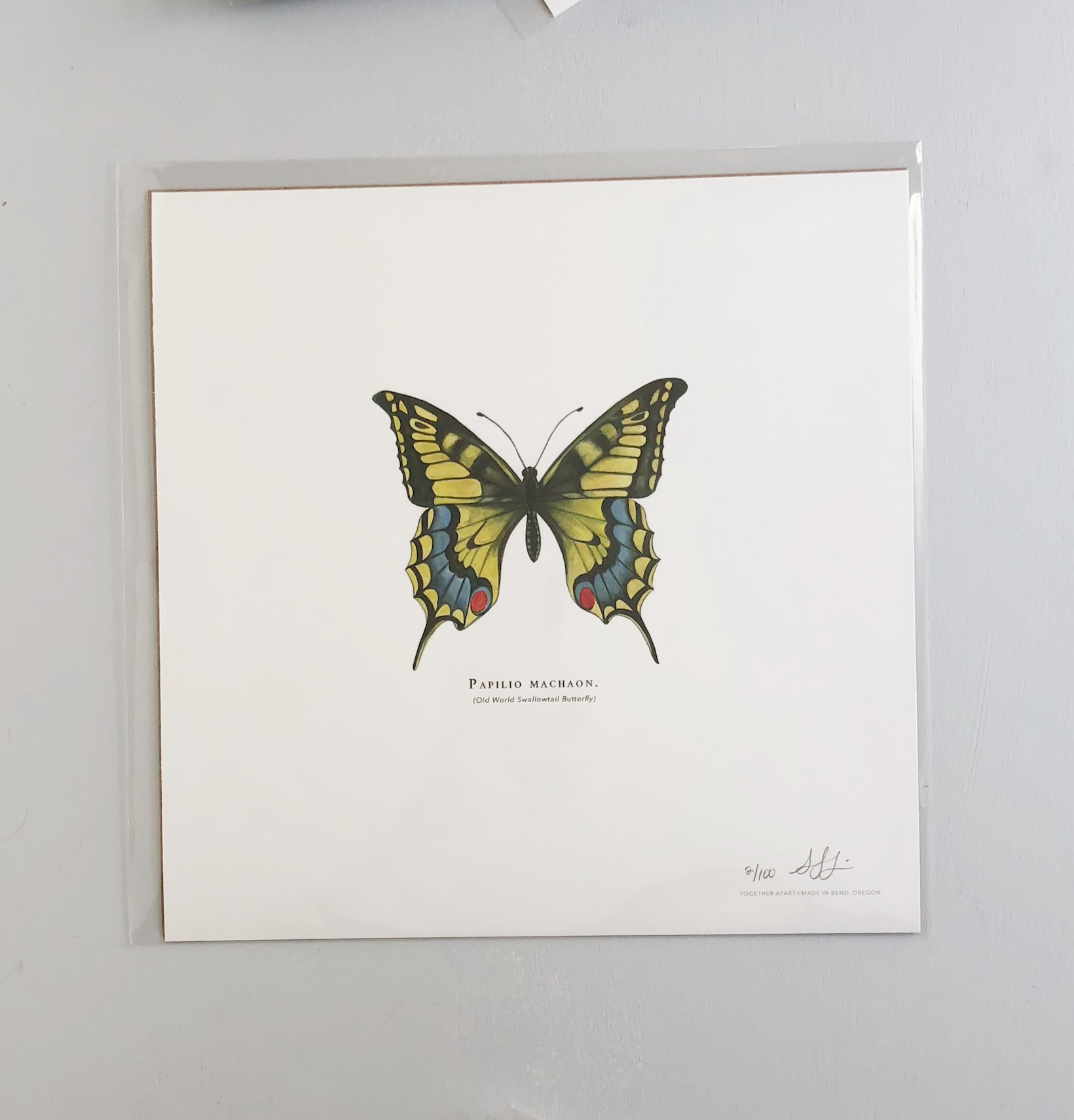 Together Apart - Wholesale Art Print - Old World Swallowtail Butterfly Art Print1