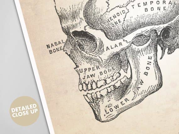 The National Anthem - Wholesale Art Print - 5” x 7” Skull Human Anatomy Art Print1