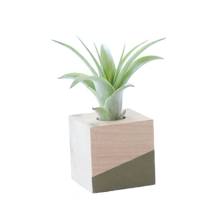 Savvie Studio - Wholesale Live Plant - Cube Air Plant Magnet - Olive
