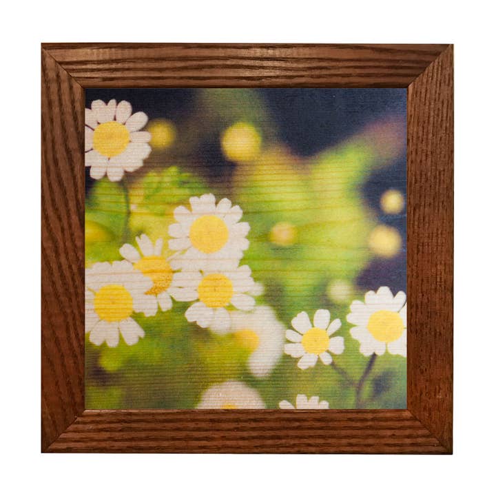 5x5 Daisies Wood Print for wholesale by Lancaster Wood Prints