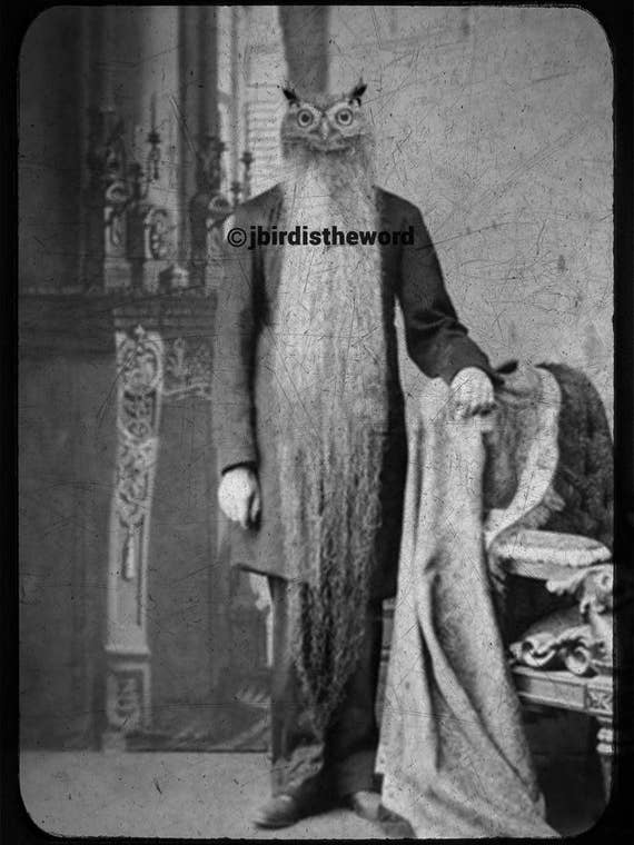 Motif hibou blanc, amusant pour les amoureux des oiseaux, cadeau pour les grands-parents pour la vente par The Wild Oddisorium