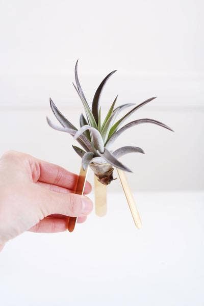 Rare Bird Co. + Pauline Stanley Studio - Wholesale Plant Pot - Tripod Air Plant Holder2