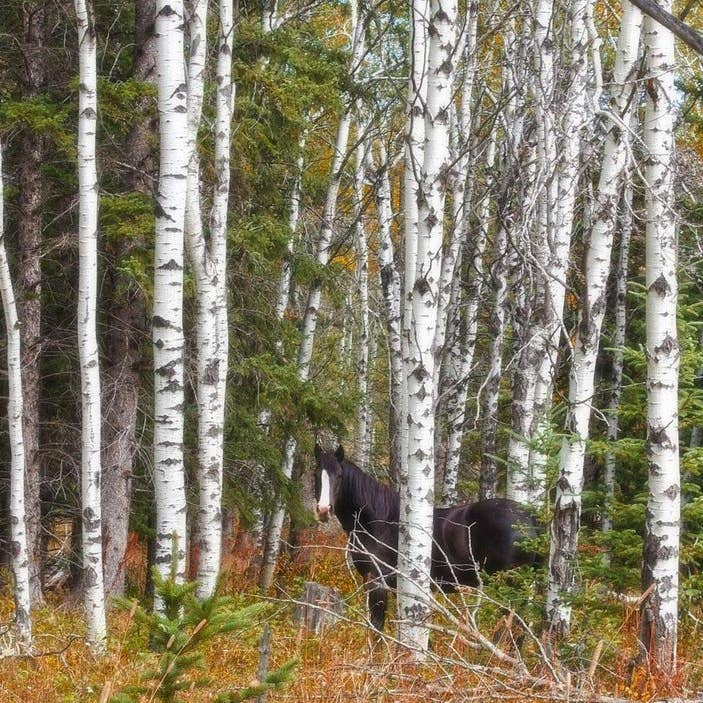 24 x 36 Black And White In Aspen Canvas Print for wholesale by Amanda Smith Western Art, LLC
