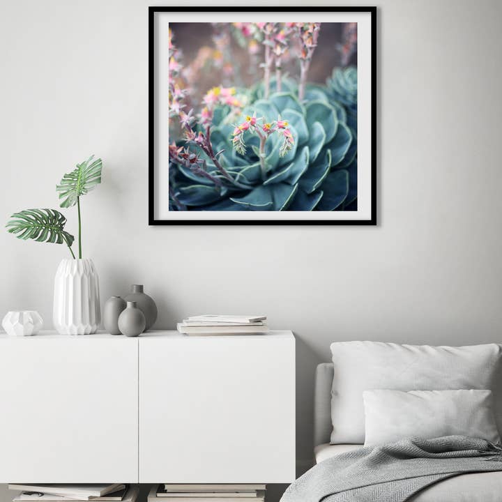 Echeveria #1 Fine Art Photograph for wholesale by Alicia Bock Print Shop