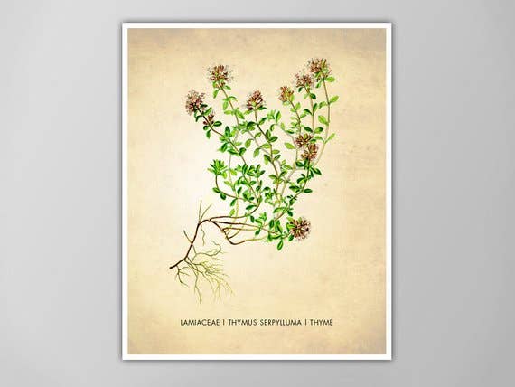 The National Anthem - Wholesale Art Print - 5” x 7” Thyme Herb Art Print0