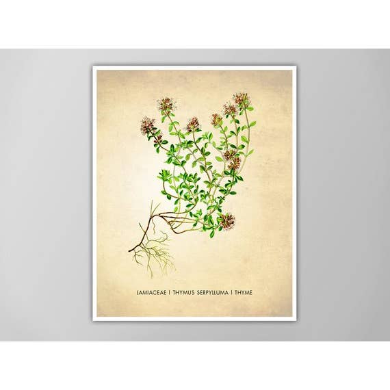 The National Anthem - Wholesale Art Print - 5” x 7” Thyme Herb Art Print