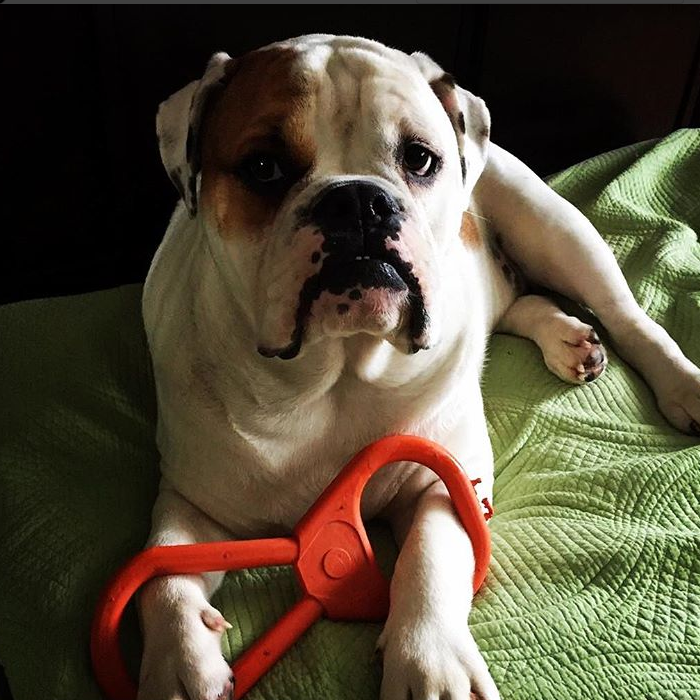 SodaPup Dog Toys - Vendita all'ingrosso Giocattolo da masticare - Cani - SP Gioco da Tira per Cani - Tug O' War - Grande - Arancione2