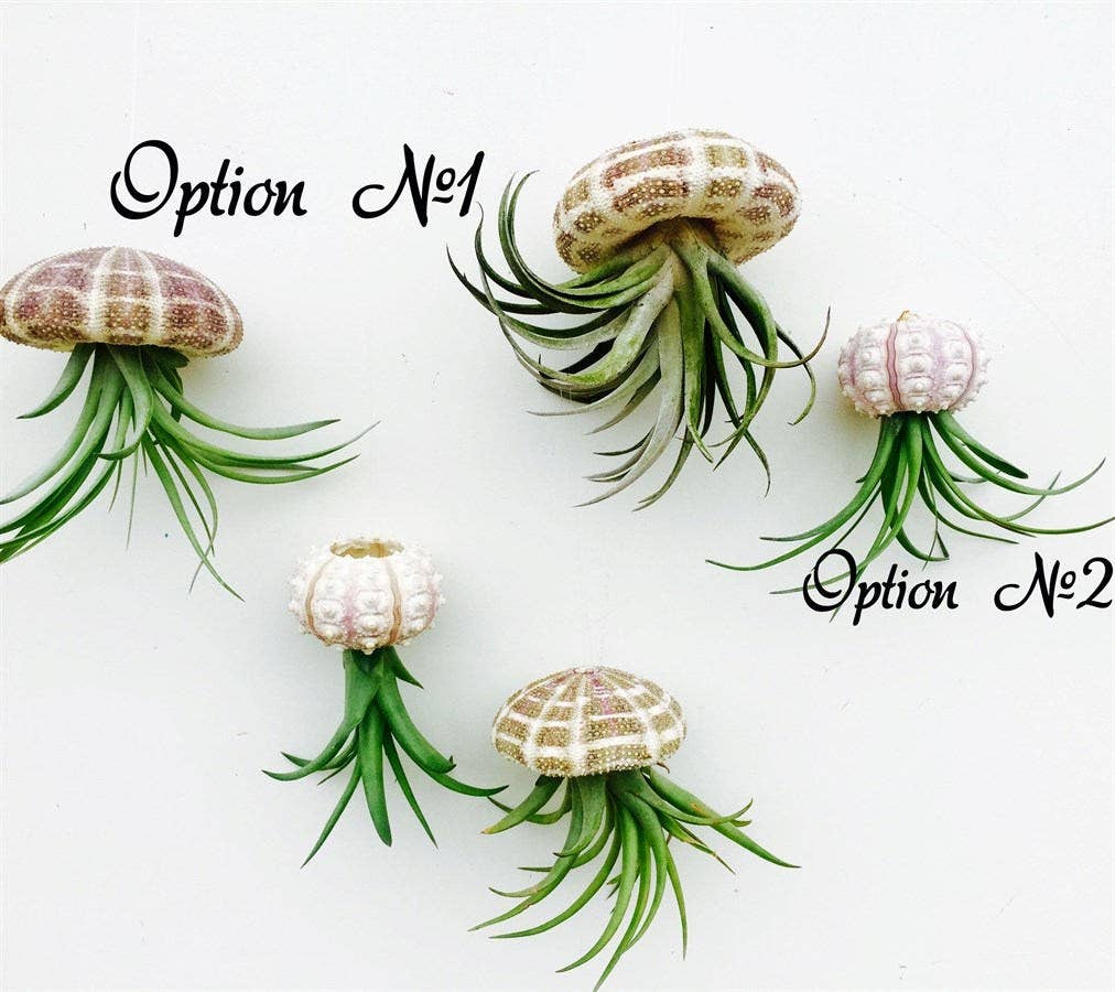 Mahalo Market - Wholesale Live Plant - Hanging Jellyfish Air Plants2