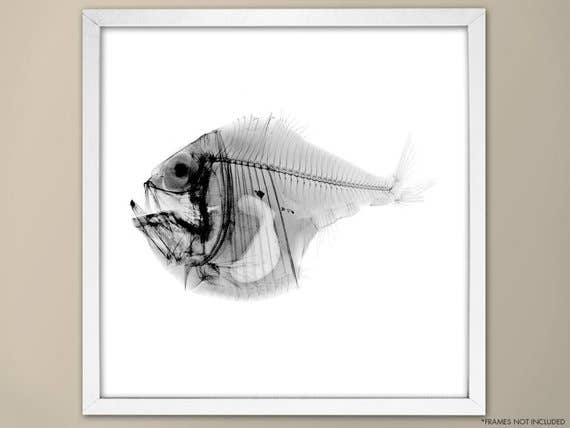The National Anthem - Wholesale Art Print - 10” x 10” Nautical X-Ray Art Print No. 070
