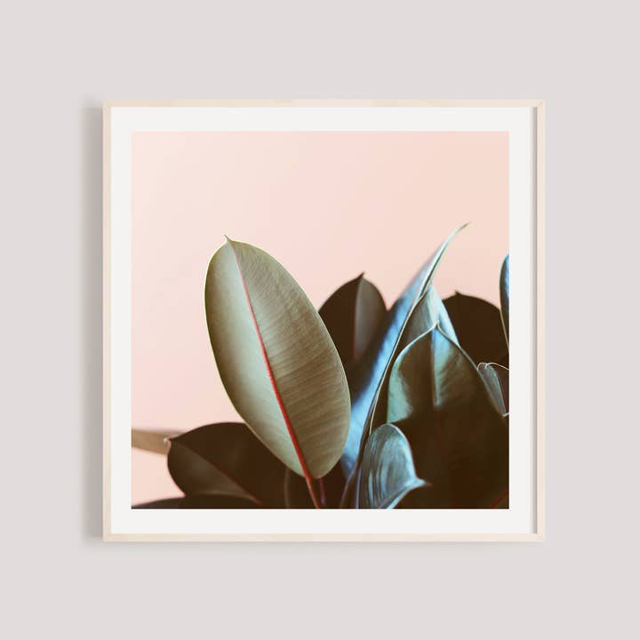 Ficus Elastica Fine Art Photograph for wholesale by Alicia Bock Print Shop