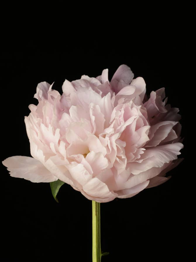 Cartão Peony 05 por atacado de Talfoto Studio