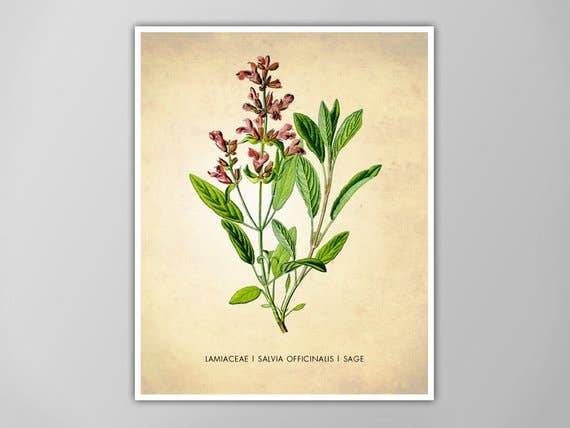 The National Anthem - Wholesale Art Print - 5” x 7” Sage Herb Art Print0