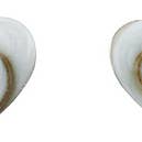 E3212 för wholesale av Indigo Sterling Silver