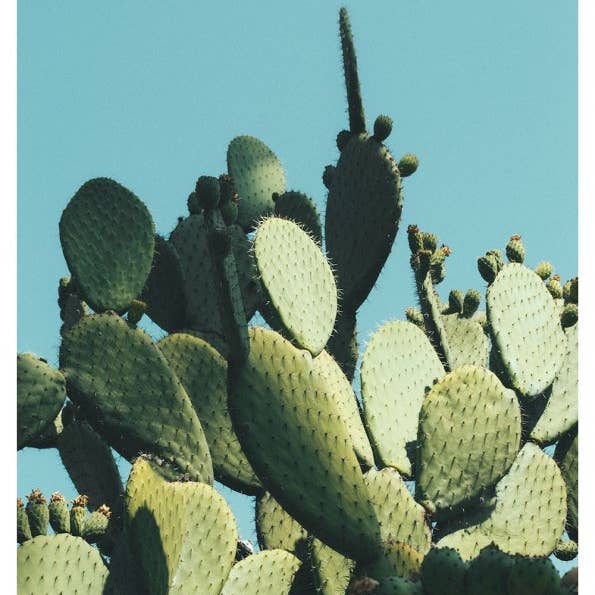 Capricorn Press - Wholesale Art Print - Large Prickly Pear Cactus in Blue