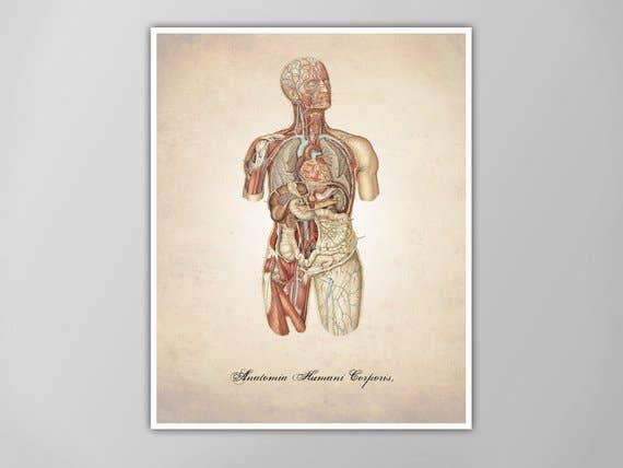 The National Anthem - Wholesale Art Print - 5” x 7” Body Human Anatomy Art Print