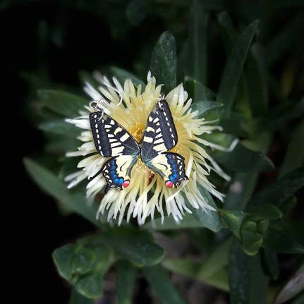 As pictured Swallowtail Butterfly Earrings for wholesale on Faire1