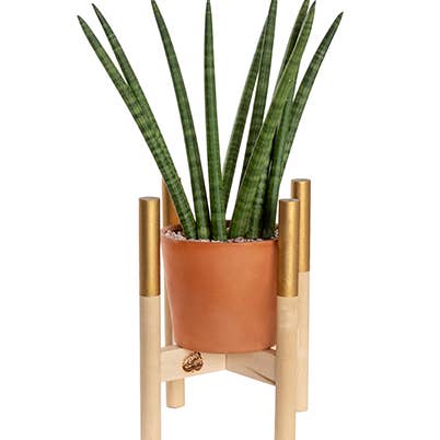 Pianta moderna 20,3 cm. per la vendita all'ingrosso da parte di Hold on to Your Plants