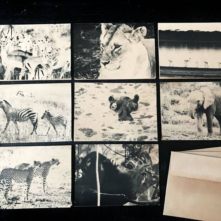 Ensemble de 8 cartes de note assorties Animaux d'Afrique Safari pour la vente par noteify