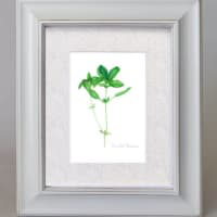 Rachel Alvarez Art - Wholesale Art Print - Botanical Herb Print - Basil Print1