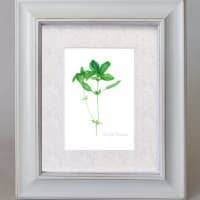 Rachel Alvarez Art - Wholesale Art Print - Botanical Herb Print - Basil Print1