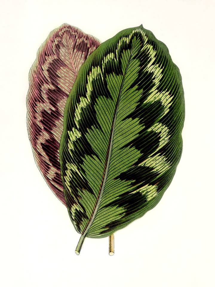 Botaniska blad #7 för wholesale av Capricorn Press