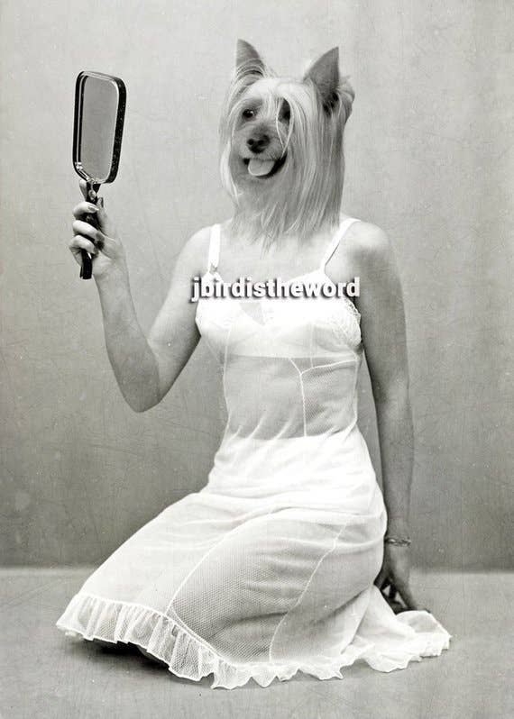 The Wild Oddisorium - Wholesale Art Print - Yorkie Dog Print0