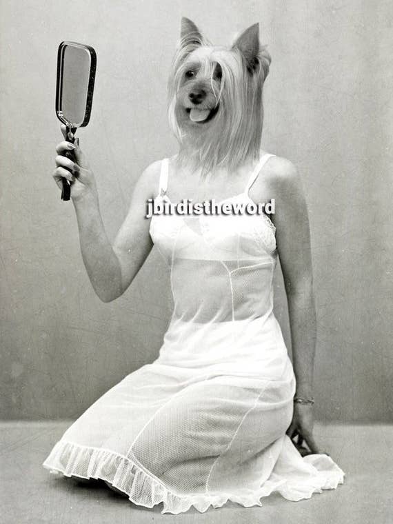 Yorkie Dog Print for wholesale by The Wild Oddisorium