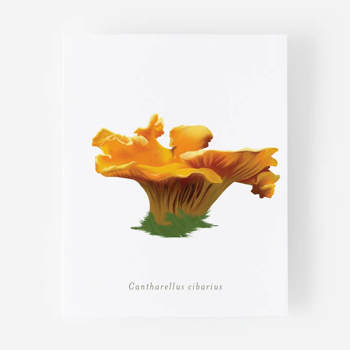 Cantharellus Cibarius Cibarius Impression sur giclée Motif champignon 20,3 x 25,4 cm pour la vente par Fresh Cut Prints LLC