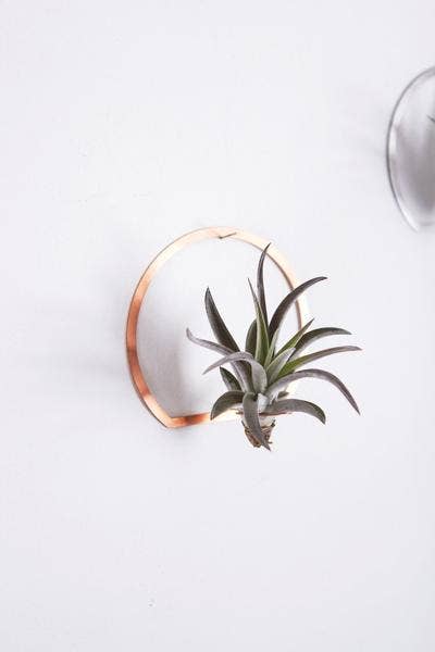 Rare Bird Co. + Pauline Stanley Studio - Wholesale Wall Planter - Arch Frame Air Plant Wall Holder1