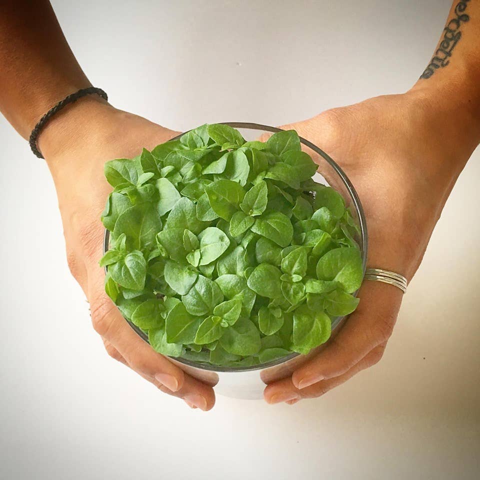 Potting Shed Creations, Ltd. - Wholesale Plant Seeds - Essential Basil Culinary Garden |Valentine • Easter • Spring3