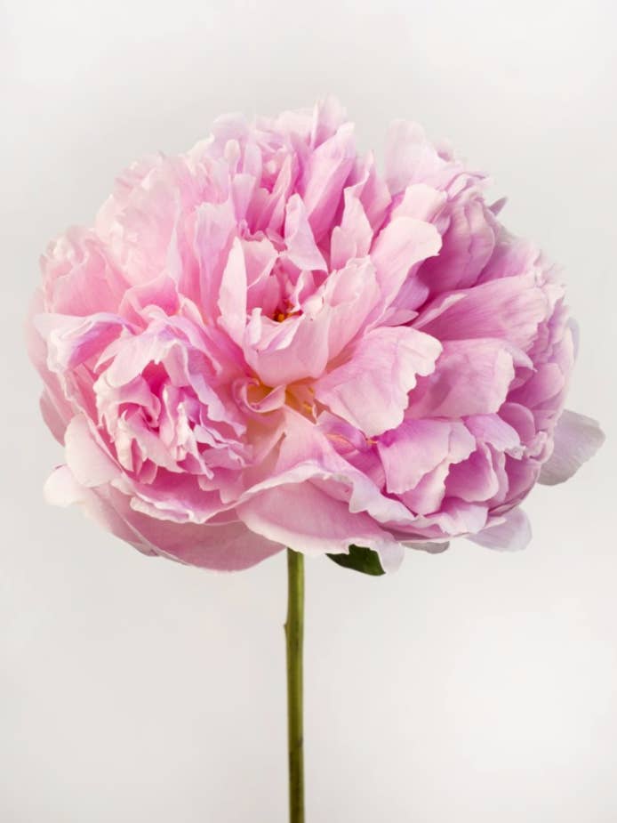 PEÔNIA 01 | MAIS VENDIDO por atacado de Talfoto Studio