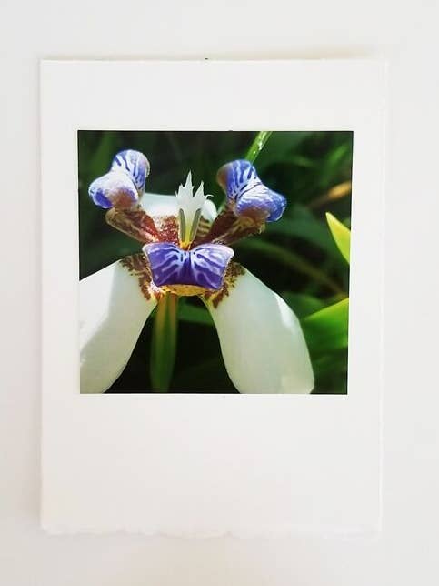 Swamp Iris Photo Card & Kraft Envelope for wholesale by Kellie Lynne Designs