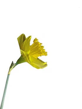 Jonquille pour la vente par CF Flower Prints