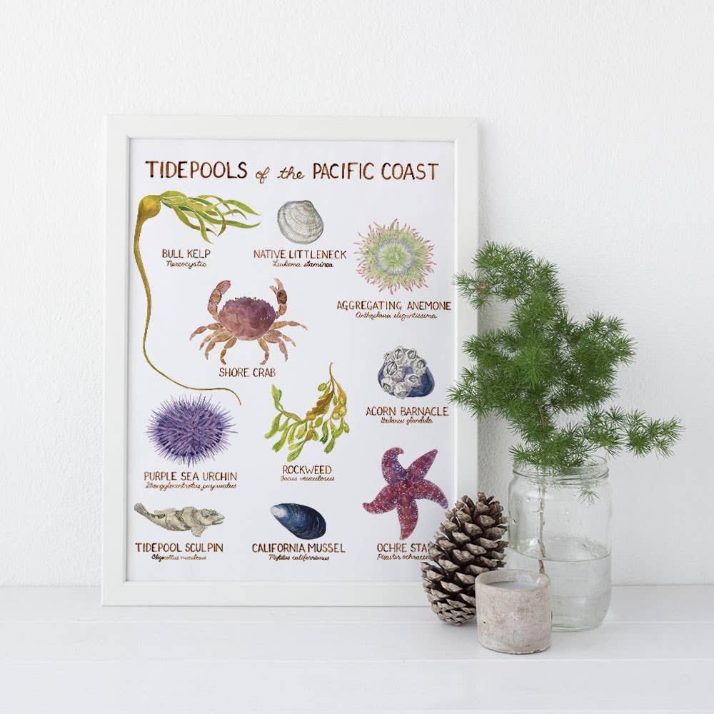 Yardia - Wholesale Art Print - Pacific Coast Tidepools - 11” x 14” West Coast Art Print1