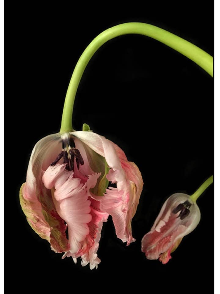 Parrot Tulip - Flower Greeting Card Best Seller for wholesale by Talfoto Studio