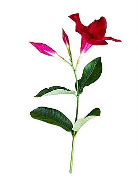 Mandevilla for wholesale by CF Flower Prints