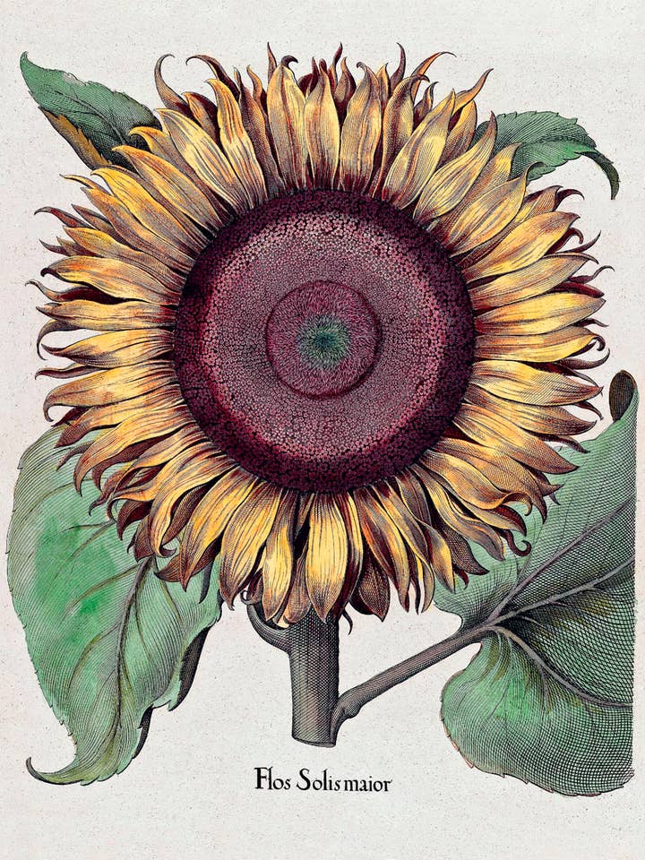 Besler's Sunflower for wholesale by Capricorn Press