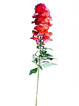 Snapdragon per la vendita all'ingrosso da parte di CF Flower Prints