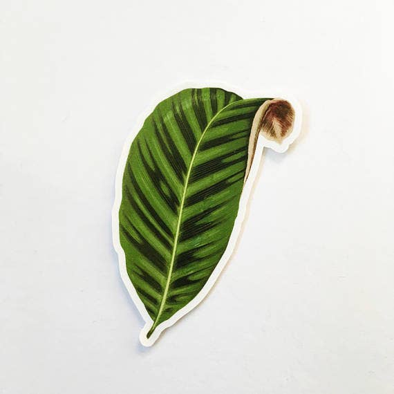 Calathea Leaf Vinyl Plant Sticker for wholesale by Pergamo Paper Goods