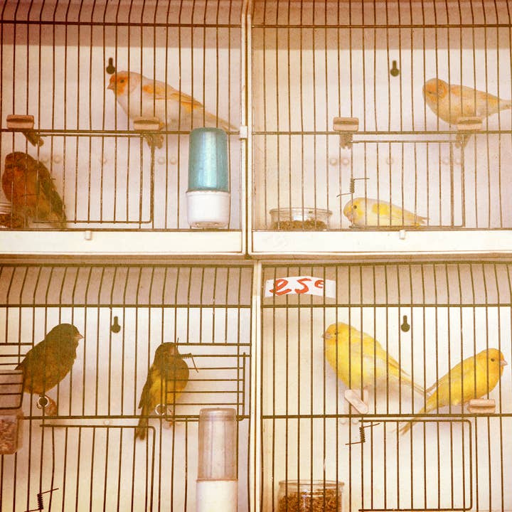 Alicia Bock Print Shop - Wholesale Art Print - Marche Aux Oiseaux Wall Art1