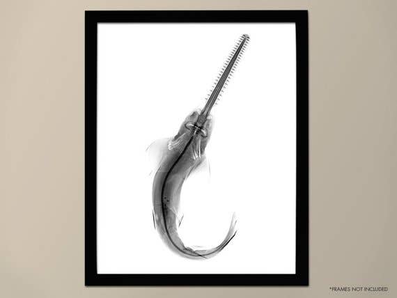 The National Anthem - Wholesale Art Print - 11” x 14” Nautical X-Ray Art Print No. 030