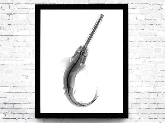 The National Anthem - Wholesale Art Print - 12” x 16” Nautical X-Ray Art Print No. 030