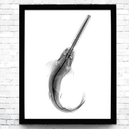 The National Anthem - Wholesale Art Print - 12” x 16” Nautical X-Ray Art Print No. 030