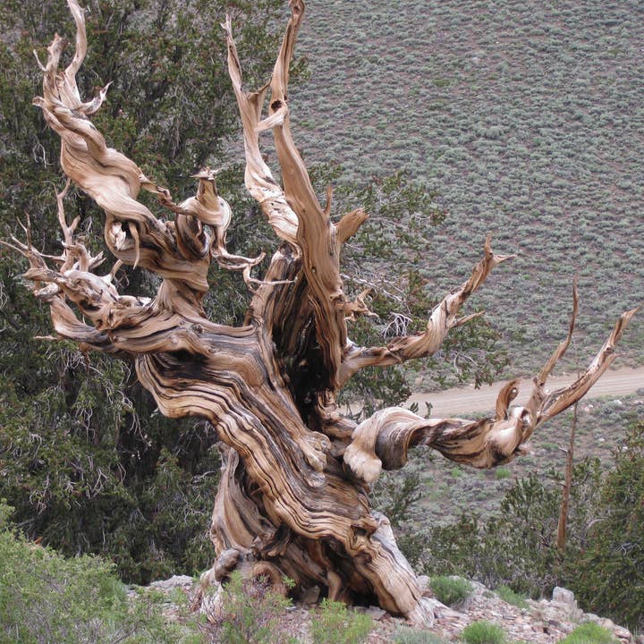 The Jonsteen Company - Wholesale Plant Seeds - Ancient Bristlecone Pine | Seed Grow Kit