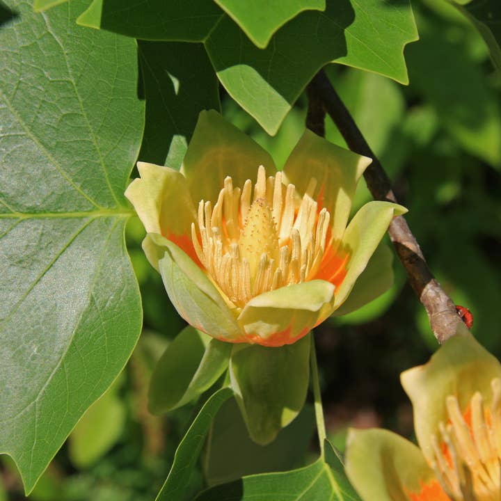 The Jonsteen Company - Wholesale Plant Seeds - Tulip Poplar | Seed Grow Kit