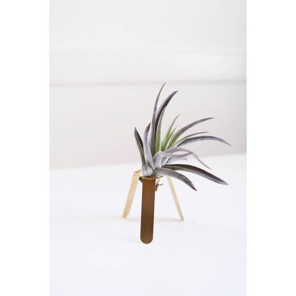 Stativ Air Pflanzenhalter für den Großhandel von Rare Bird Co. + Pauline Stanley Studio